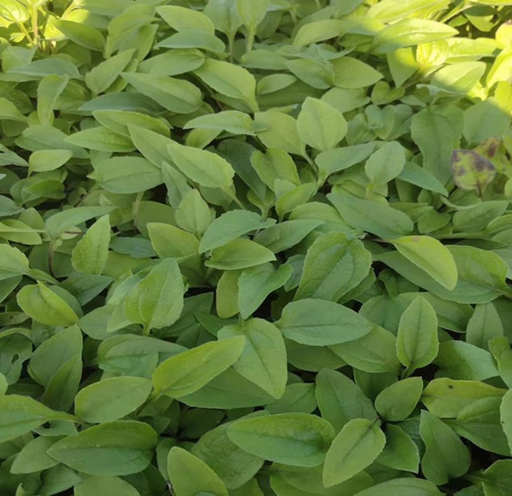 BULBORIUM perennial garden planting setup demonstrates easy sowing for year-round color.