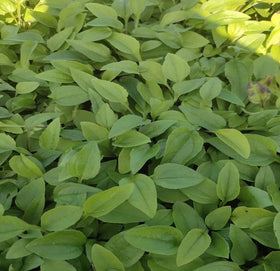 BULBORIUM perennial garden planting setup demonstrates easy sowing for year-round color.