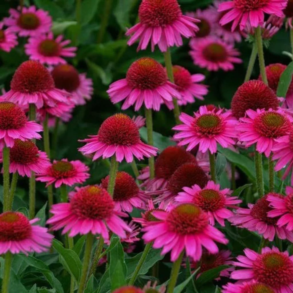 BULBORIUM pink coneflower seeds packaging shown for pollinator-friendly beds.