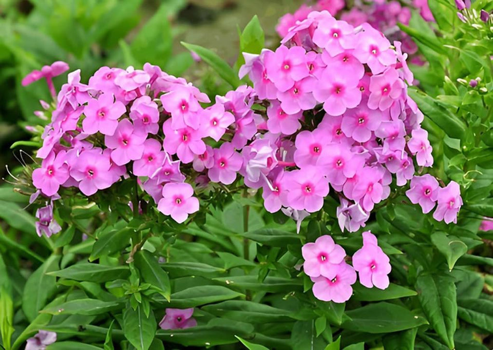 BULBORIUM pink tall phlox seeds pack for spring planting and cottage color.