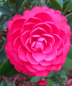 Bulborium pollinator-friendly impatiens seeds attract bees and butterflies