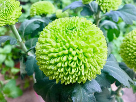 BULBORIUM pompon chrysanthemum border idea for courtyard landscaping