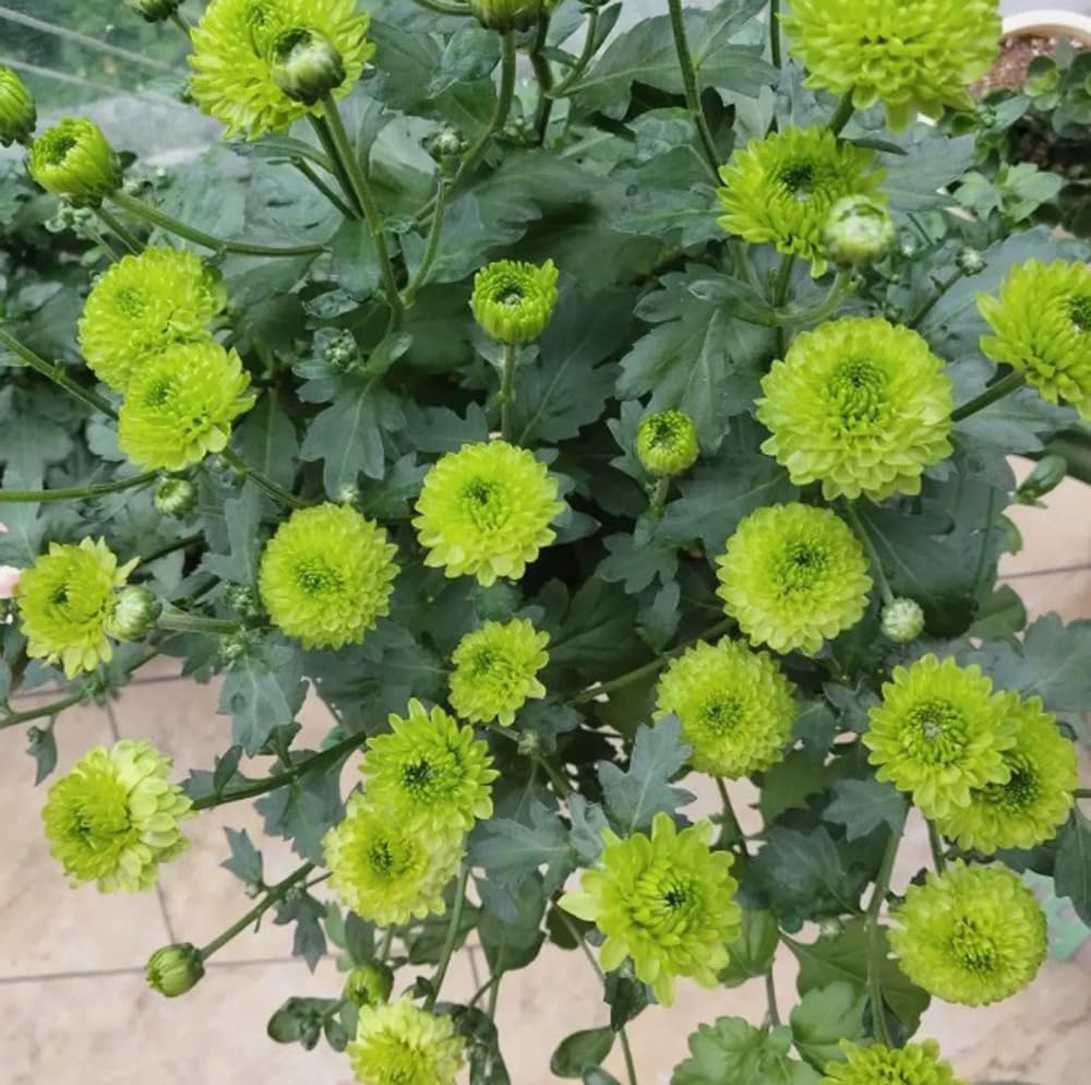 BULBORIUM pompon chrysanthemum in bloom adds color to cutting gardens