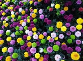 BULBORIUM pompon chrysanthemum seeds germinating in greenhouse supports earlier bloom
