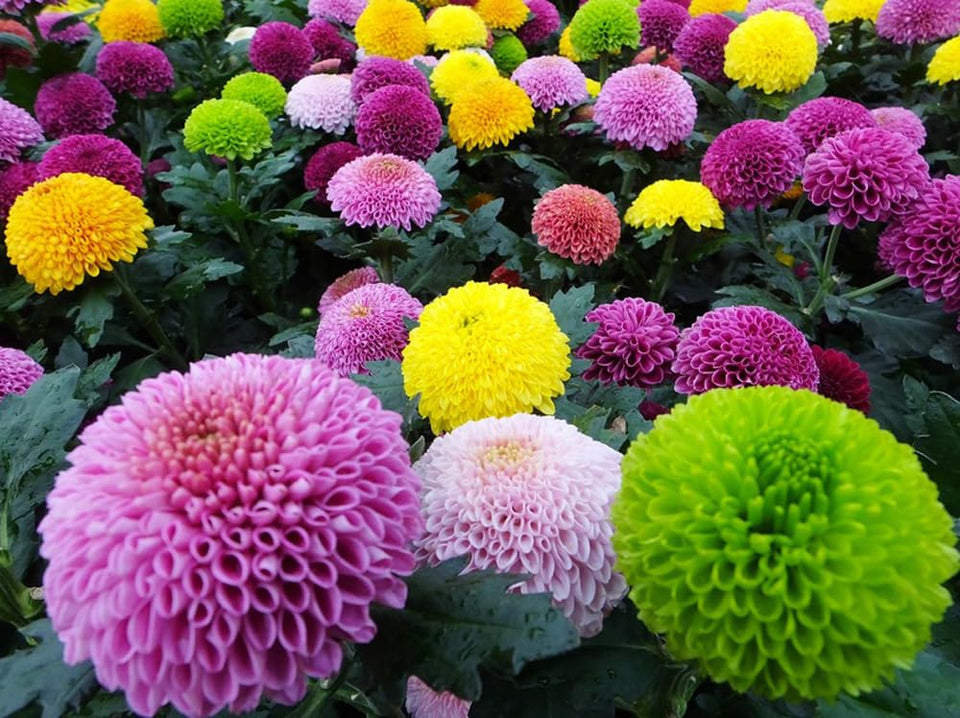 BULBORIUM pompon chrysanthemum seeds pack for vibrant border color