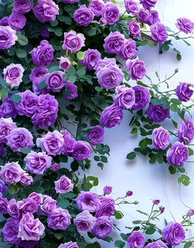 BULBORIUM purple climbing rose seeds on a trellis for dramatic vertical color display