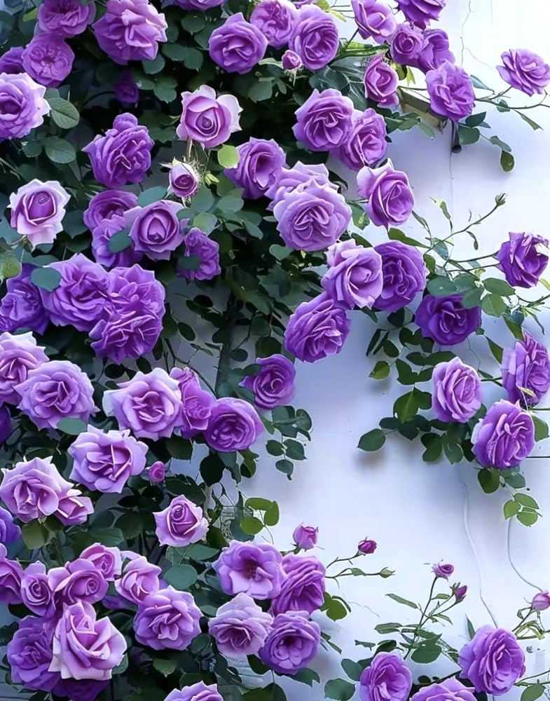 BULBORIUM purple climbing rose seeds on a trellis for dramatic vertical color display