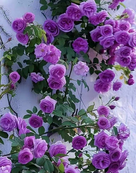 BULBORIUM heirloom seeds growing vibrant purple blooms on arbors and fences