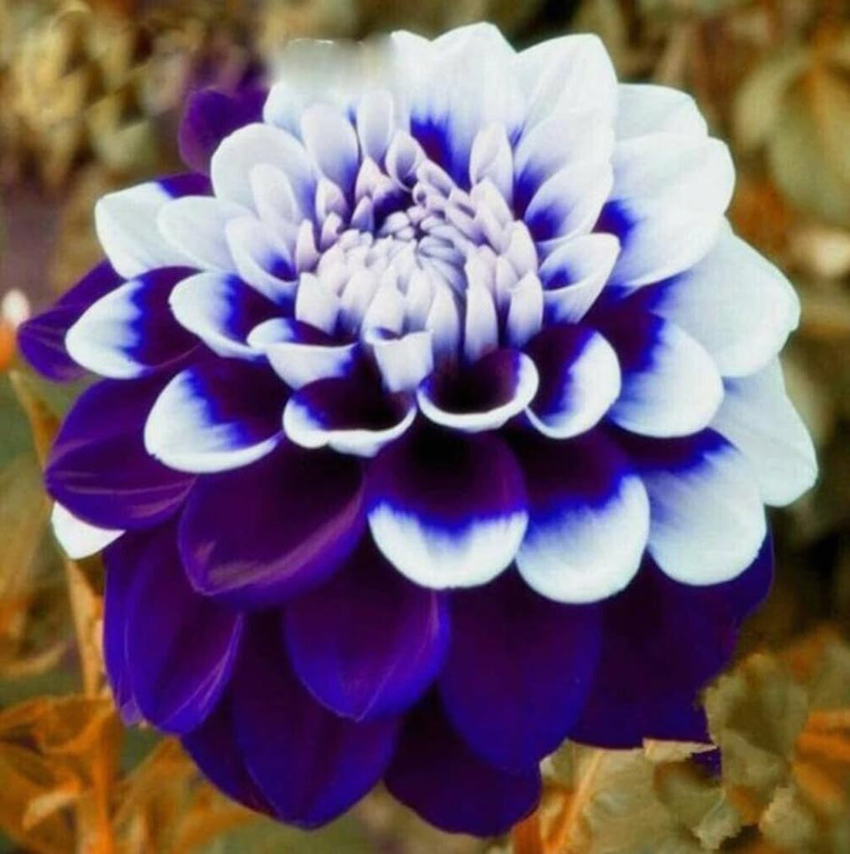 Bulborium purple dahlia seeds for vibrant borders and lovely cut flowers.