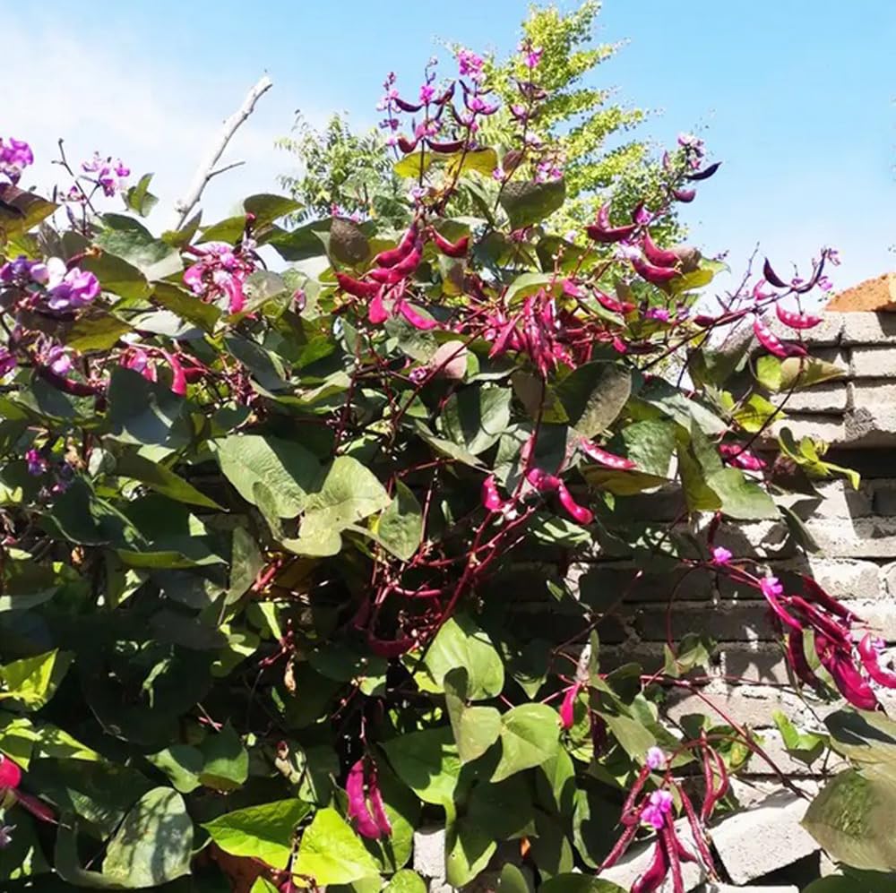 BULBORIUM Purple Hyacinth Bean seeds germinate in 7–10 days with warmth.
