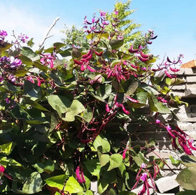 BULBORIUM Purple Hyacinth Bean seeds germinate in 7–10 days with warmth.