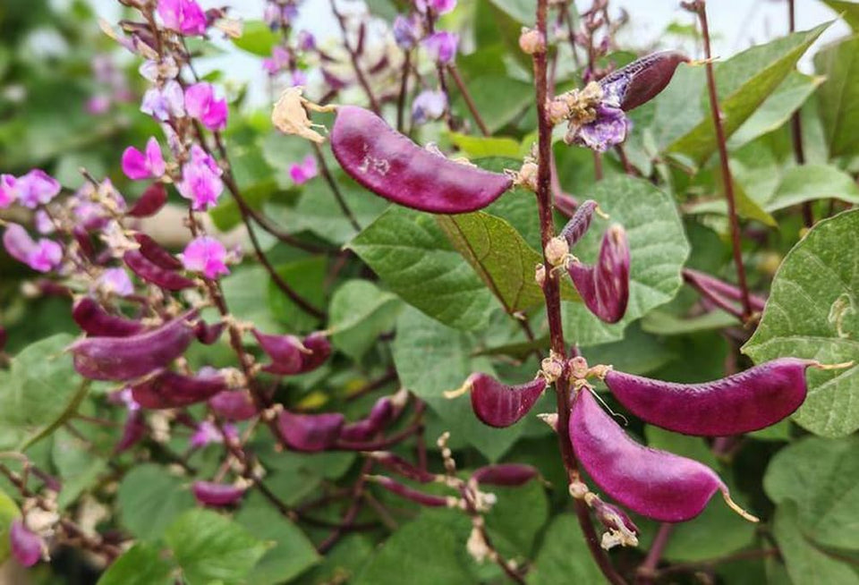 BULBORIUM Purple Hyacinth Bean seeds ready for direct sow in sunlit beds to create privacy screens.