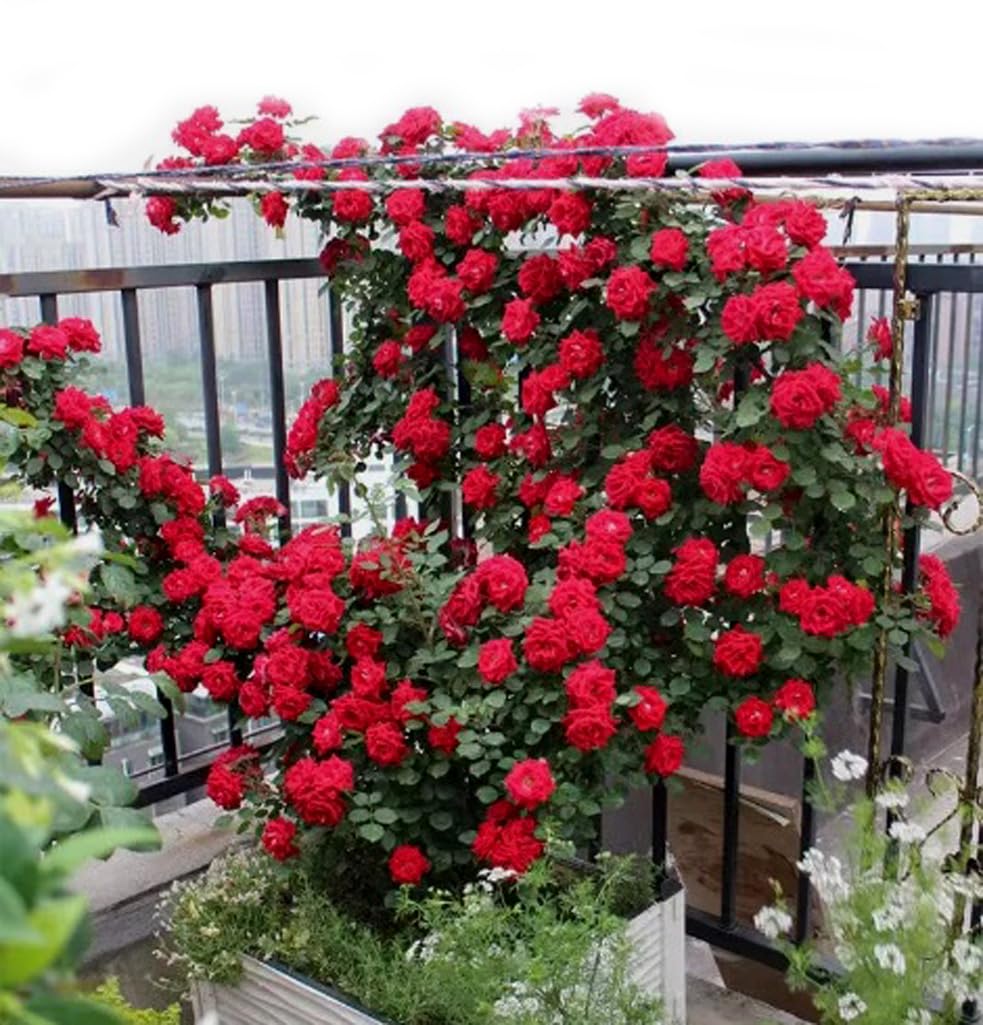 Bulborium red climbing rose seeds close-up highlights lush petals for trellis decoration.