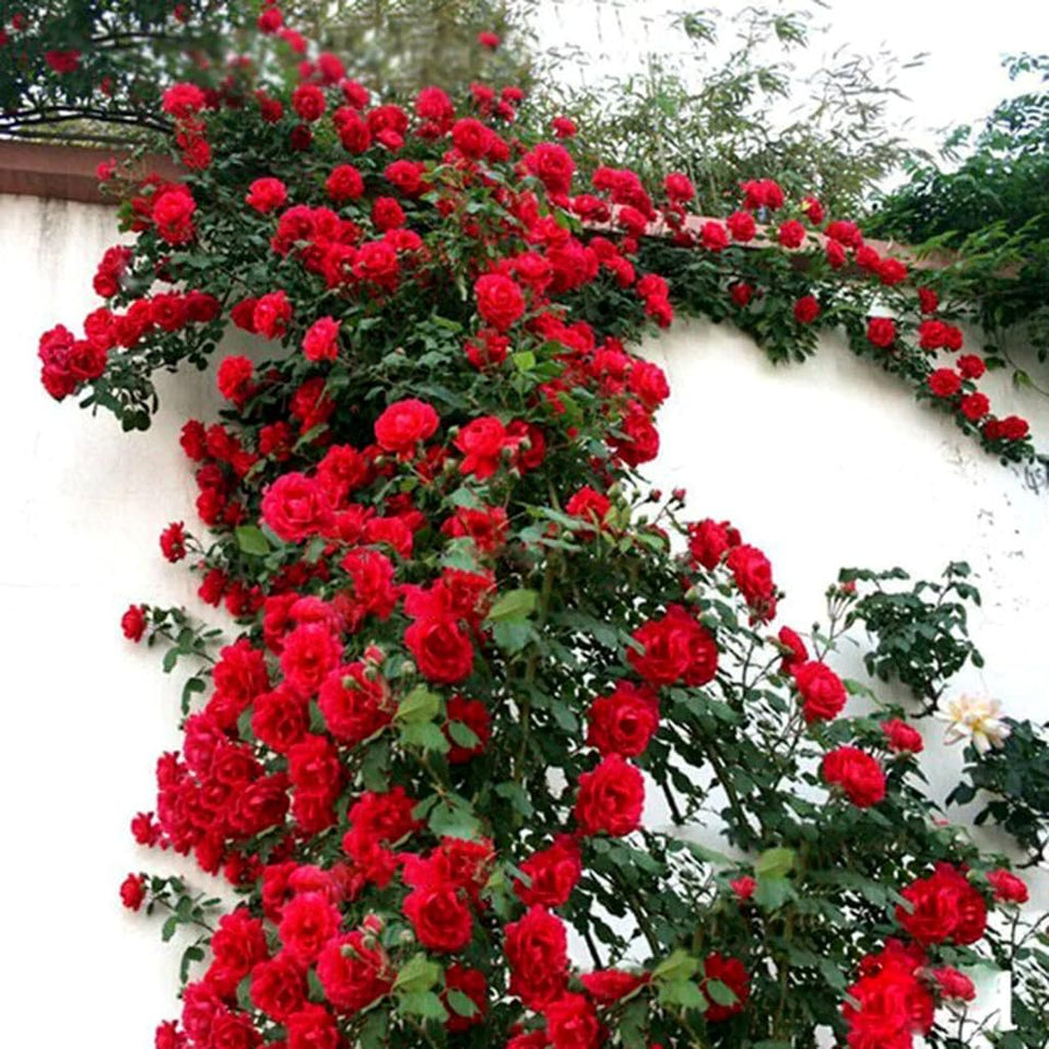 Bulborium red climbing rose seeds pack offers vibrant blooms for a fragrant garden.