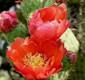 Bulborium red prickly pear seeds close-up, perfect for home gardens and long-lasting landscape plants.