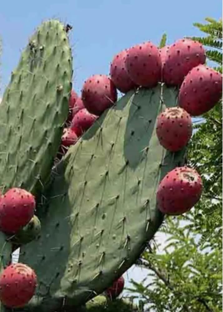 Bulborium red prickly pear seeds pack view, ideal for starting fast-growing drought-tolerant succulents.