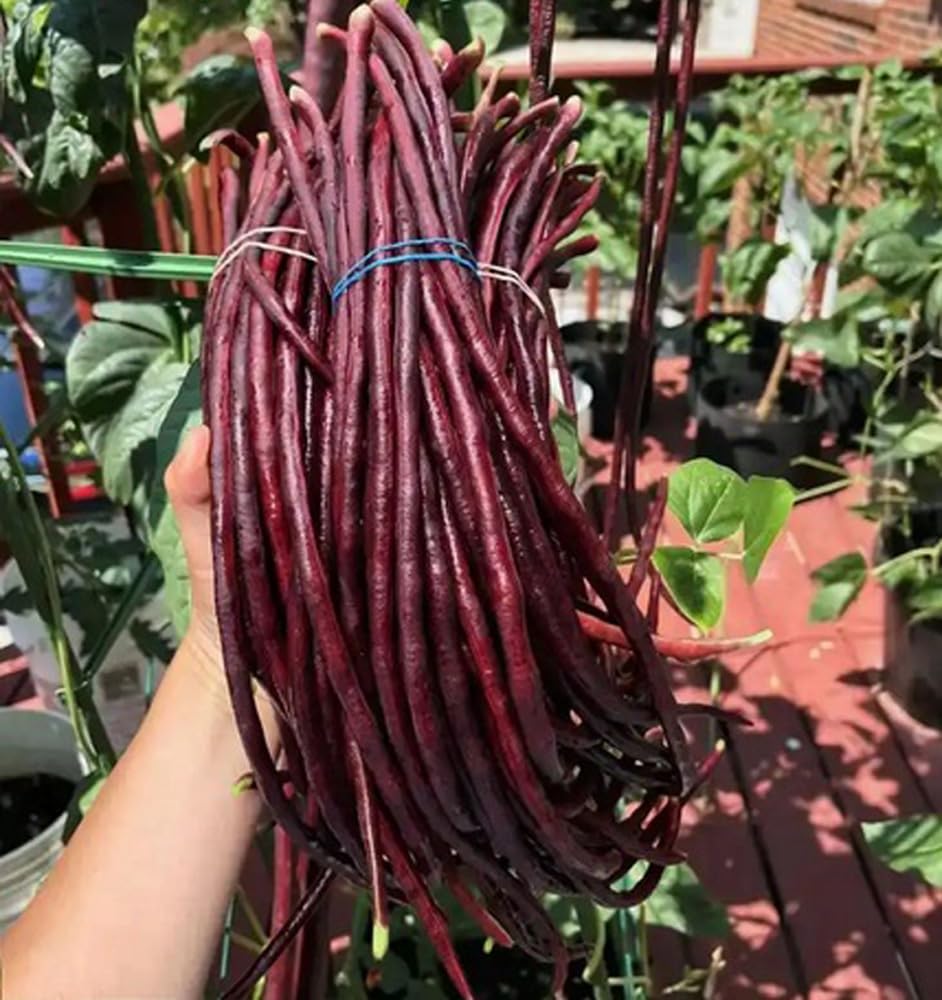 BULBORIUM red yard long bean pods closeup, vibrant harvest for garden-to-table meals.
