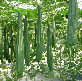 Bulborium ridged sponge gourd seeds in package for home garden cultivation.