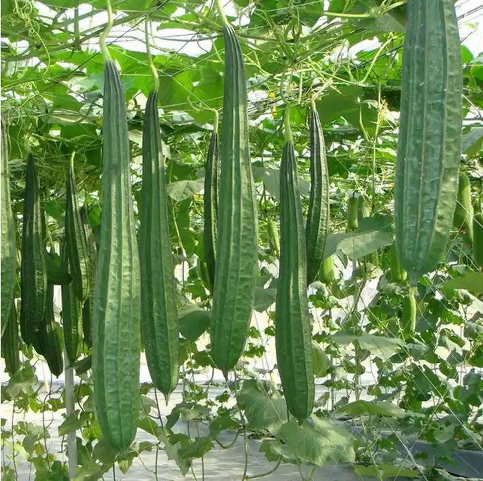 Bulborium ridged sponge gourd seeds in package for home garden cultivation.