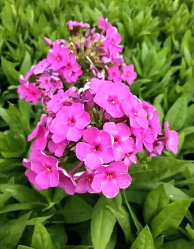BULBORIUM rock garden border phlox seeds adding rugged color.
