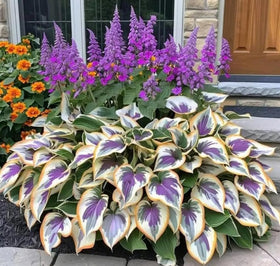 Shade garden planting scene with Bulborium hosta seedlings for durable borders.