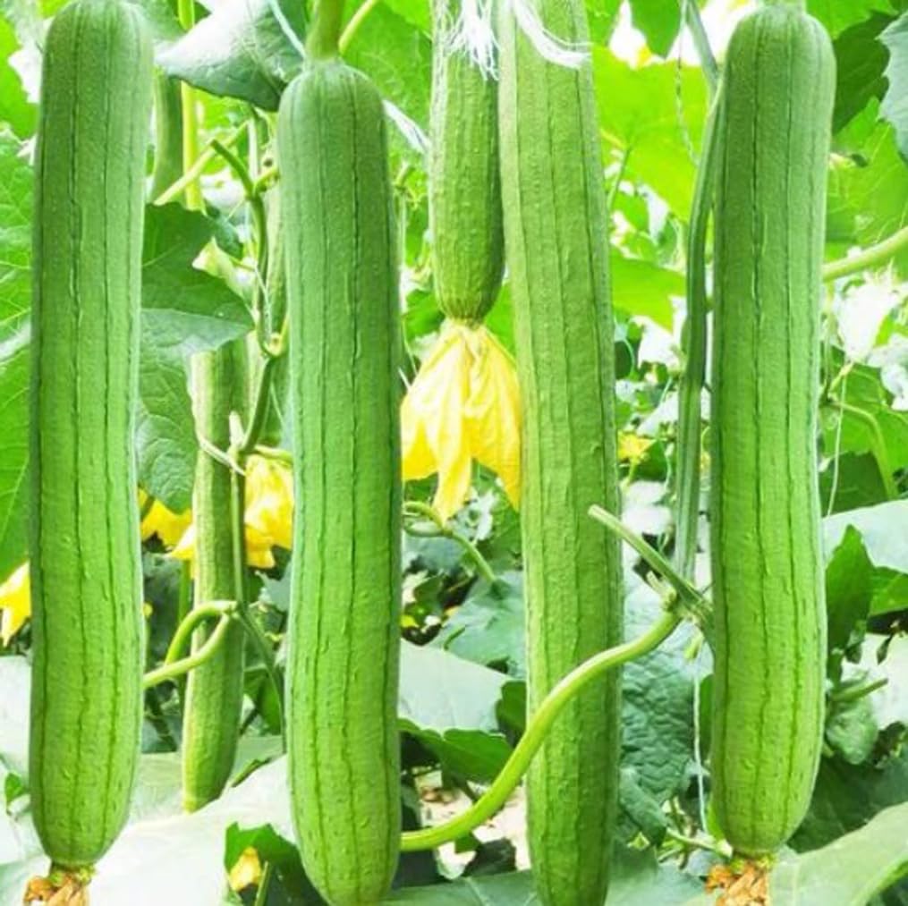 Bulborium smooth sponge gourd seeds pack for spring planting success