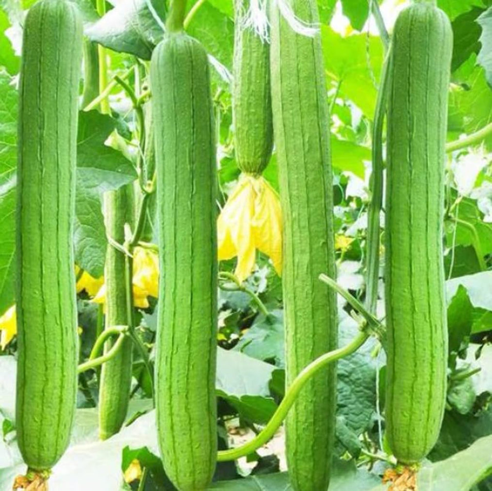Bulborium smooth sponge gourd seeds pack for spring planting success