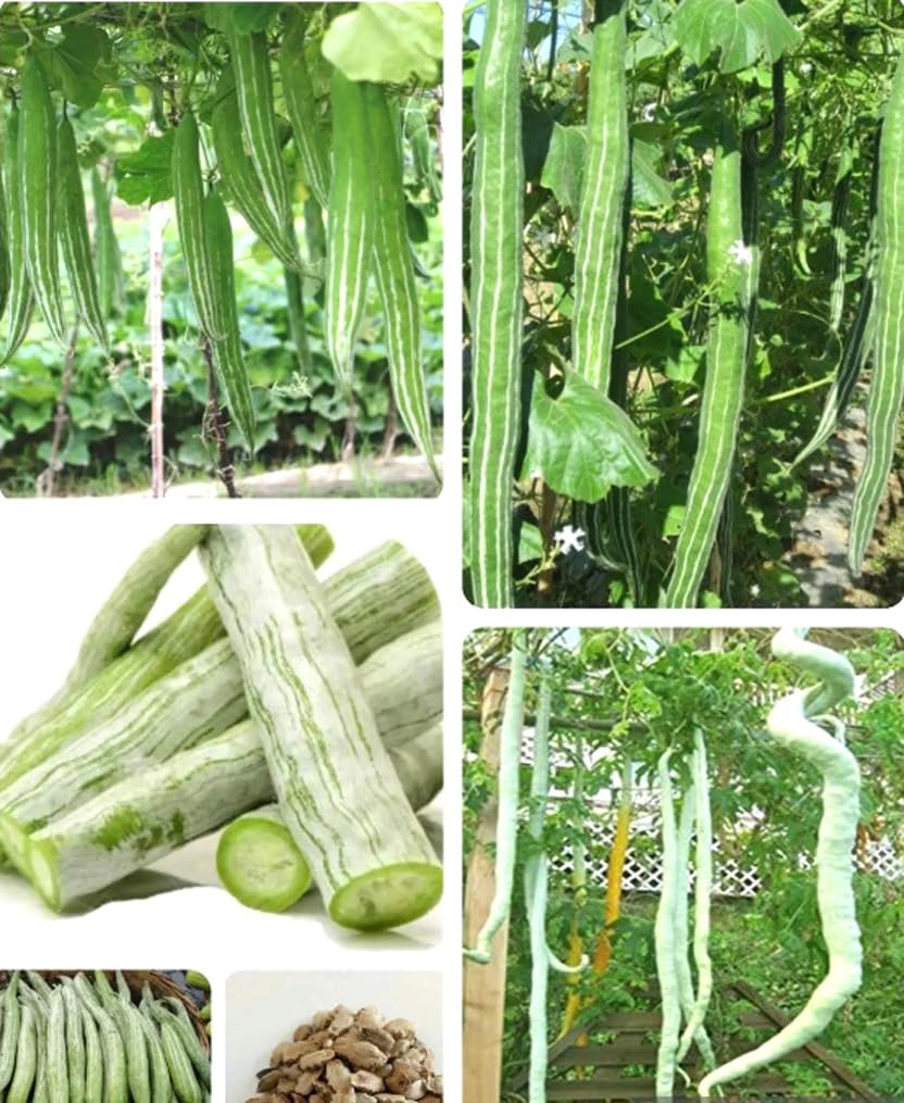 BULBORIUM snake gourd seeds pack ready for spring sowing and fresh harvests.