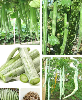 BULBORIUM snake gourd seeds pack ready for spring sowing and fresh harvests.