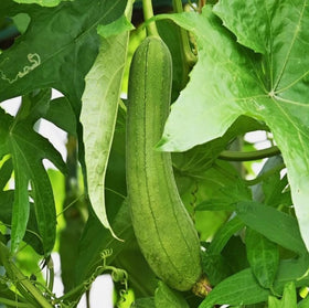 Bulborium snake melon fruit harvest showing 11-inch edible gourd