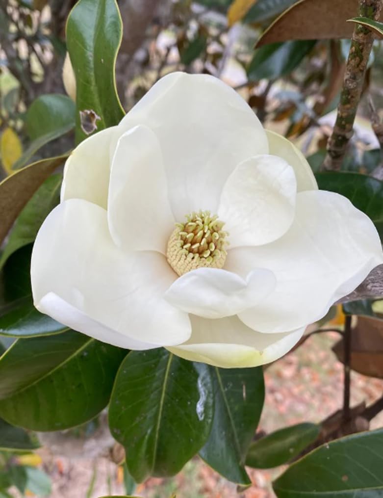 BULBORIUM white Southern Magnolia bloom closeup, showcasing fragrant creamy-white flowers.