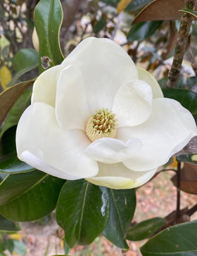 BULBORIUM white Southern Magnolia bloom closeup, showcasing fragrant creamy-white flowers.