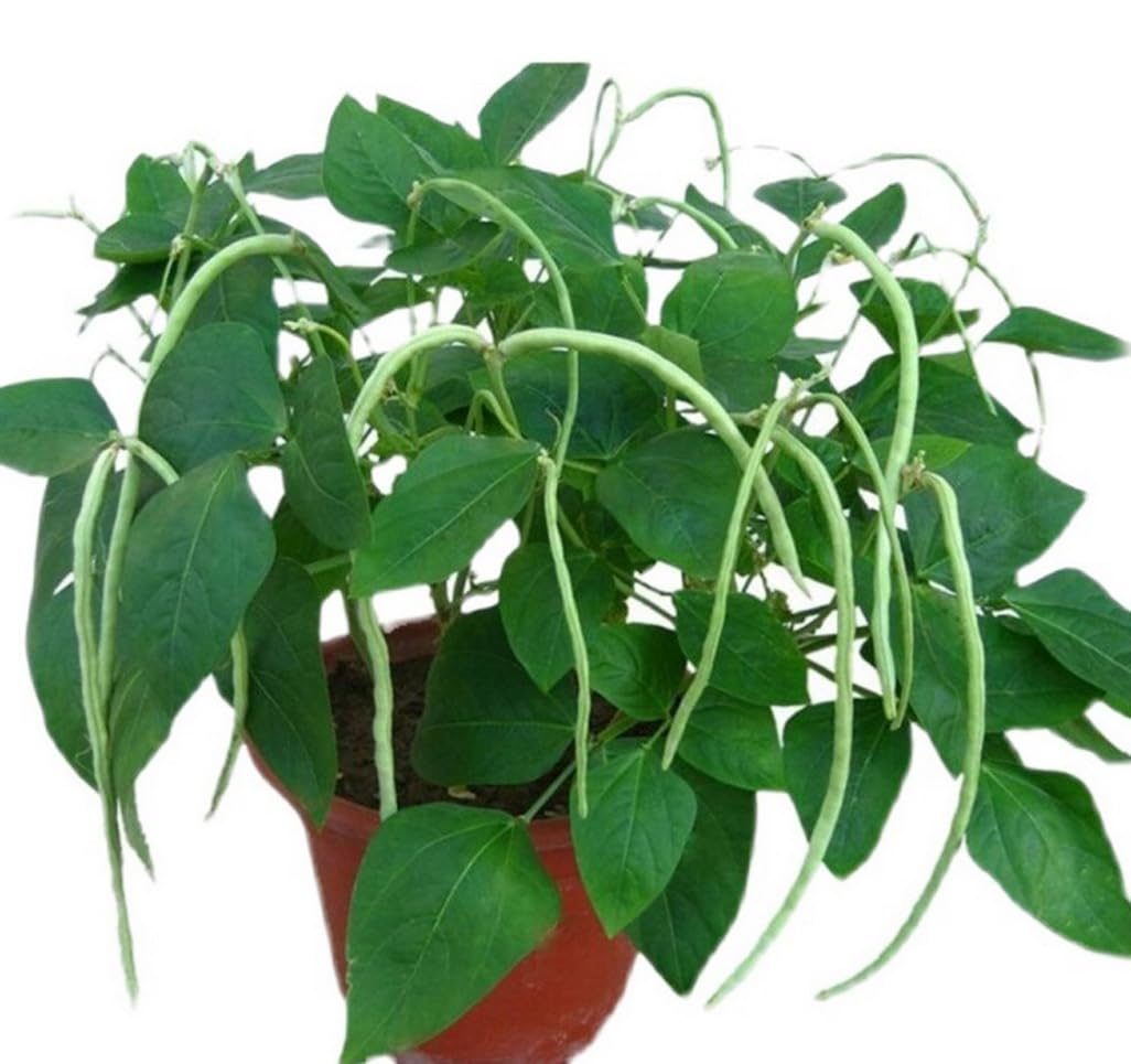 BULBORIUM stake support for beans promoting sturdy vines in the garden
