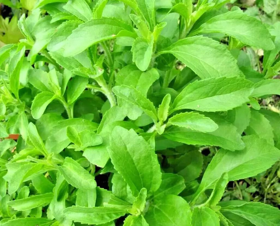 Bulborium Sweetleaf stevia seeds for home germination and fresh leaves.