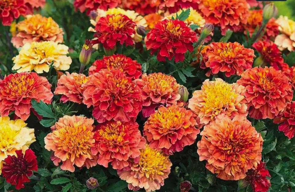 Bulborium Strawberry Blonde seeds packet ready for planting in pots, ideal for early-season color