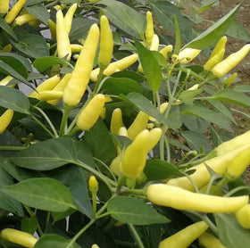 Close-up of BULBORIUM Tabasco peppers on the plant, ready to harvest.