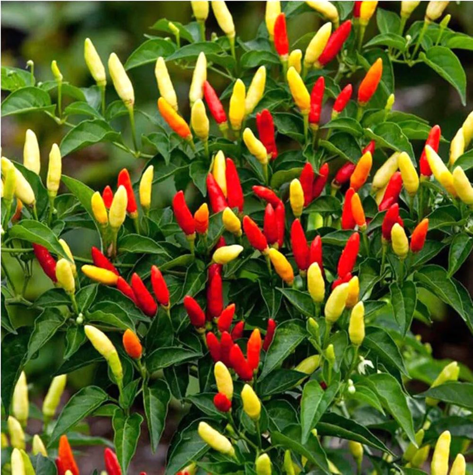 BULBORIUM Tabasco pepper seeds in a pack ready for direct sow.