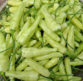 BULBORIUM Tabasco peppers maturing in sunny garden, up to four feet.