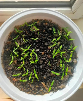 Germinating BULBORIUM Tabasco pepper seeds showing early growth.