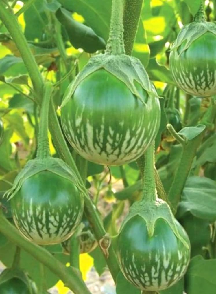 Bulborium Thai eggplant seeds pack ready for home garden planting.