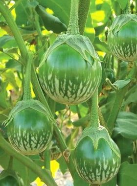 Bulborium Thai eggplant seeds pack ready for home garden planting.