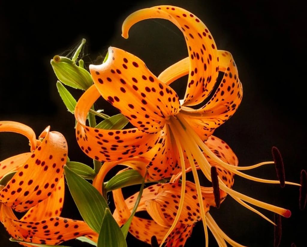 BULBORIUM tiger lily seedling preview showing potential color growth.