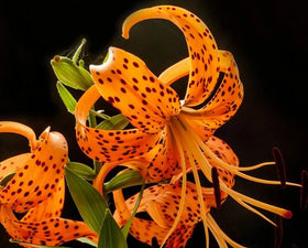 BULBORIUM tiger lily seedling preview showing potential color growth.