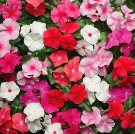 Bulborium Vinca Minor seeds displayed in a container setup for patios.