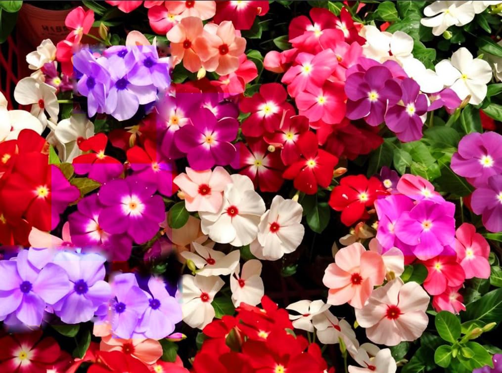 Bulborium Vinca Minor seeds in mixed pack for dense ground cover in sunny borders.