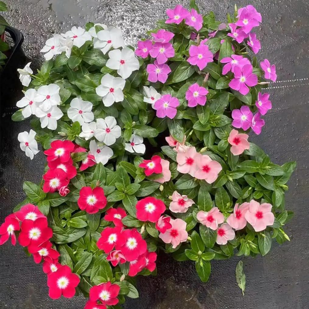 Bulborium Vinca Minor seeds demonstrating rapid spread across a garden bed.