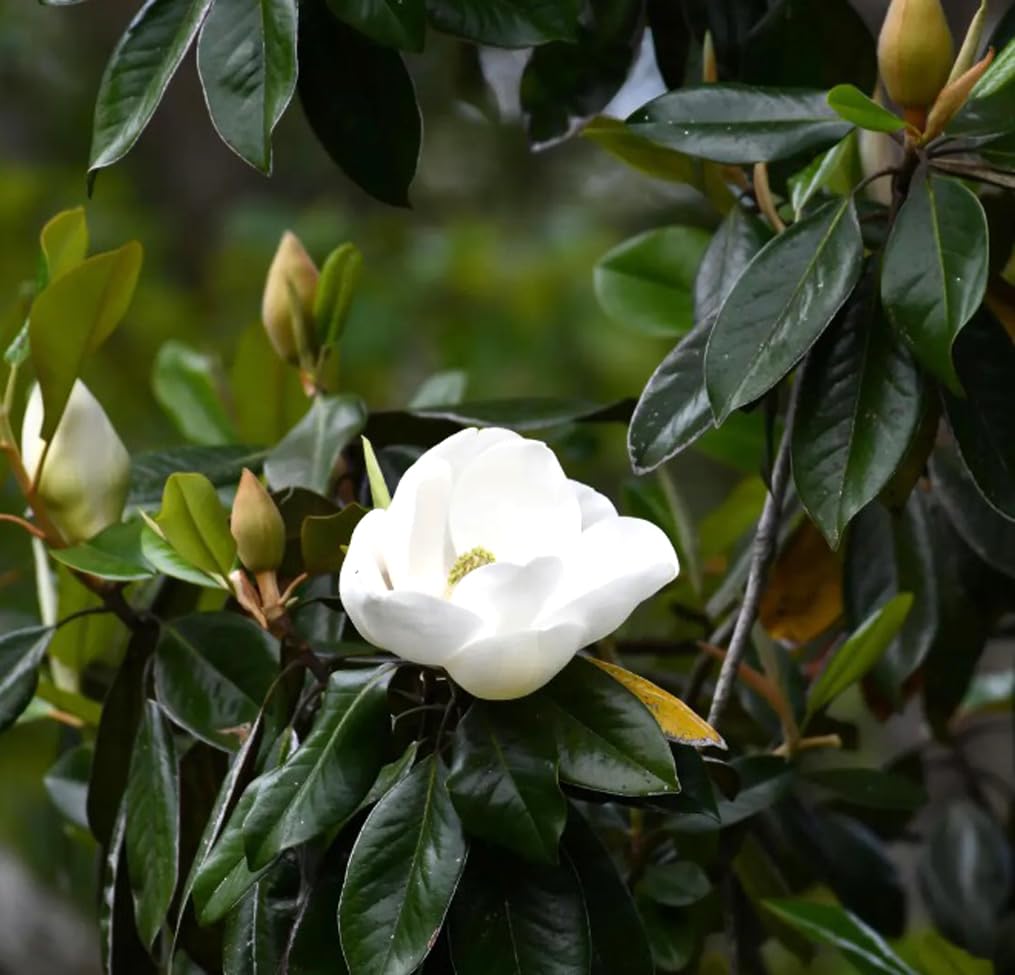 BULBORIUM white Magnolia garden scene showcasing pollinator-friendly nectar.
