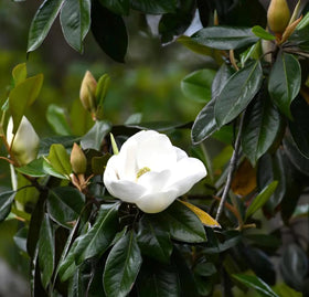 BULBORIUM white Magnolia garden scene showcasing pollinator-friendly nectar.
