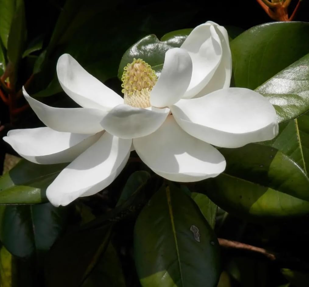BULBORIUM white Magnolia landscape planting idea with sun-dappled shade.