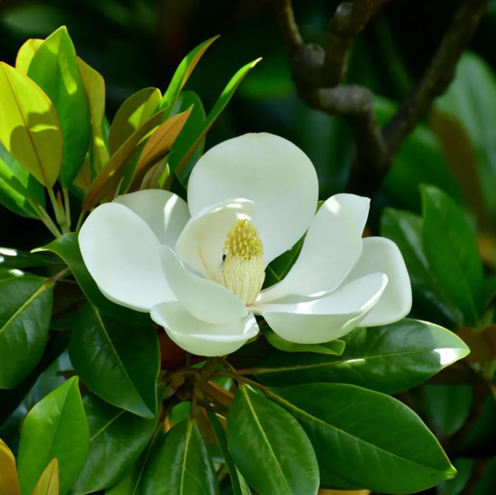 BULBORIUM white Southern Magnolia seeds pack cover, ideal for starting an elegant garden feature.